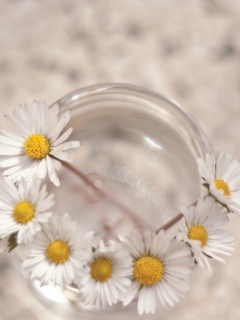 Little Daisies In Vase screenshot #1 240x320