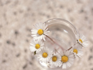 Little Daisies In Vase wallpaper 320x240