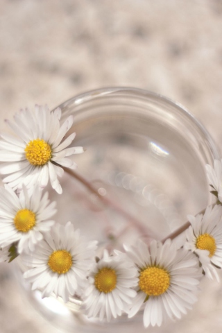 Little Daisies In Vase screenshot #1 320x480