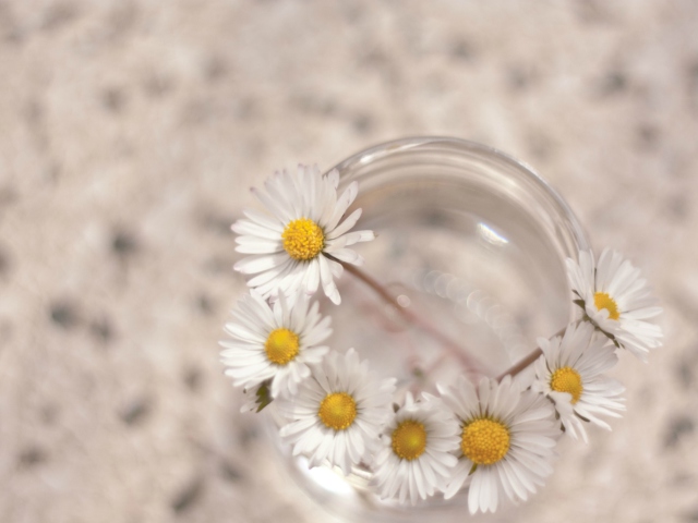 Little Daisies In Vase screenshot #1 640x480