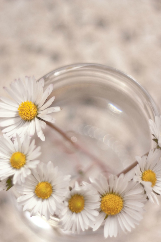 Little Daisies In Vase screenshot #1 640x960