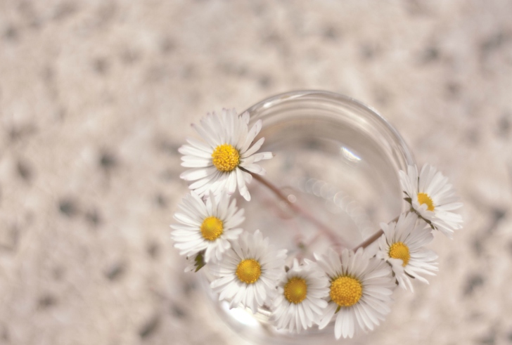 Little Daisies In Vase screenshot #1