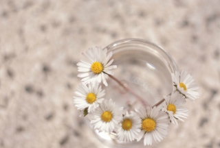 Little Daisies In Vase - Obrázkek zdarma pro LG Nexus 5