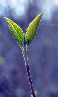 Fondo de pantalla Nature 240x400