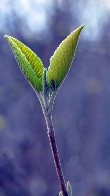 Fondo de pantalla Nature 360x640