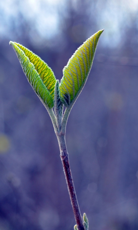 Nature wallpaper 480x800