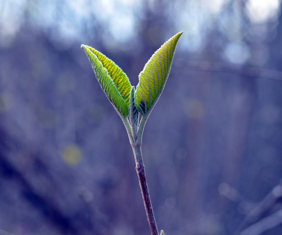 Nature screenshot #1 960x800