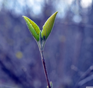 Nature - Fondos de pantalla gratis para iPad 3