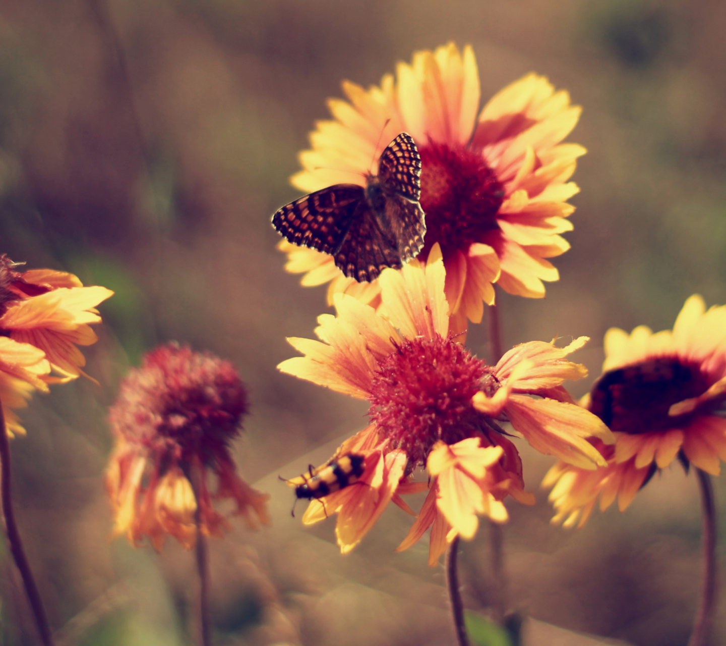 Marigold Flowers screenshot #1 1440x1280