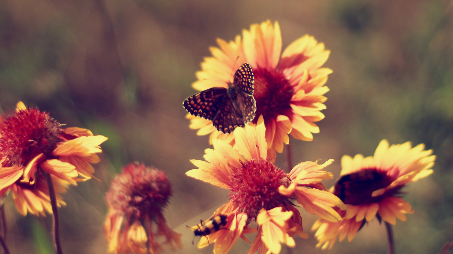 Fondo de pantalla Marigold Flowers 1920x1080