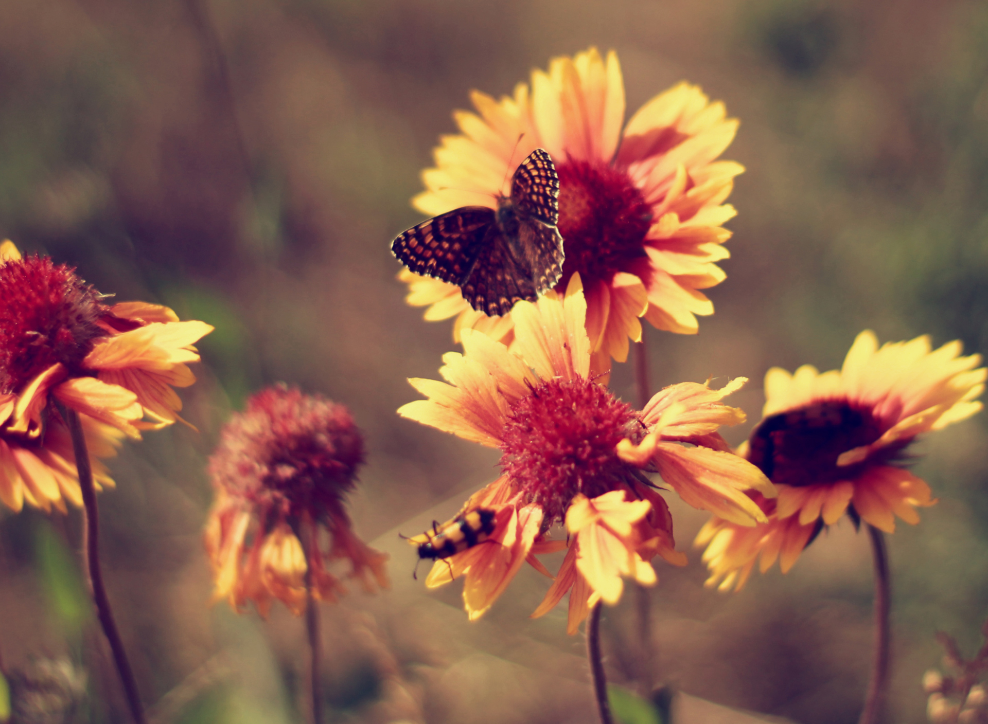 Обои Marigold Flowers 1920x1408