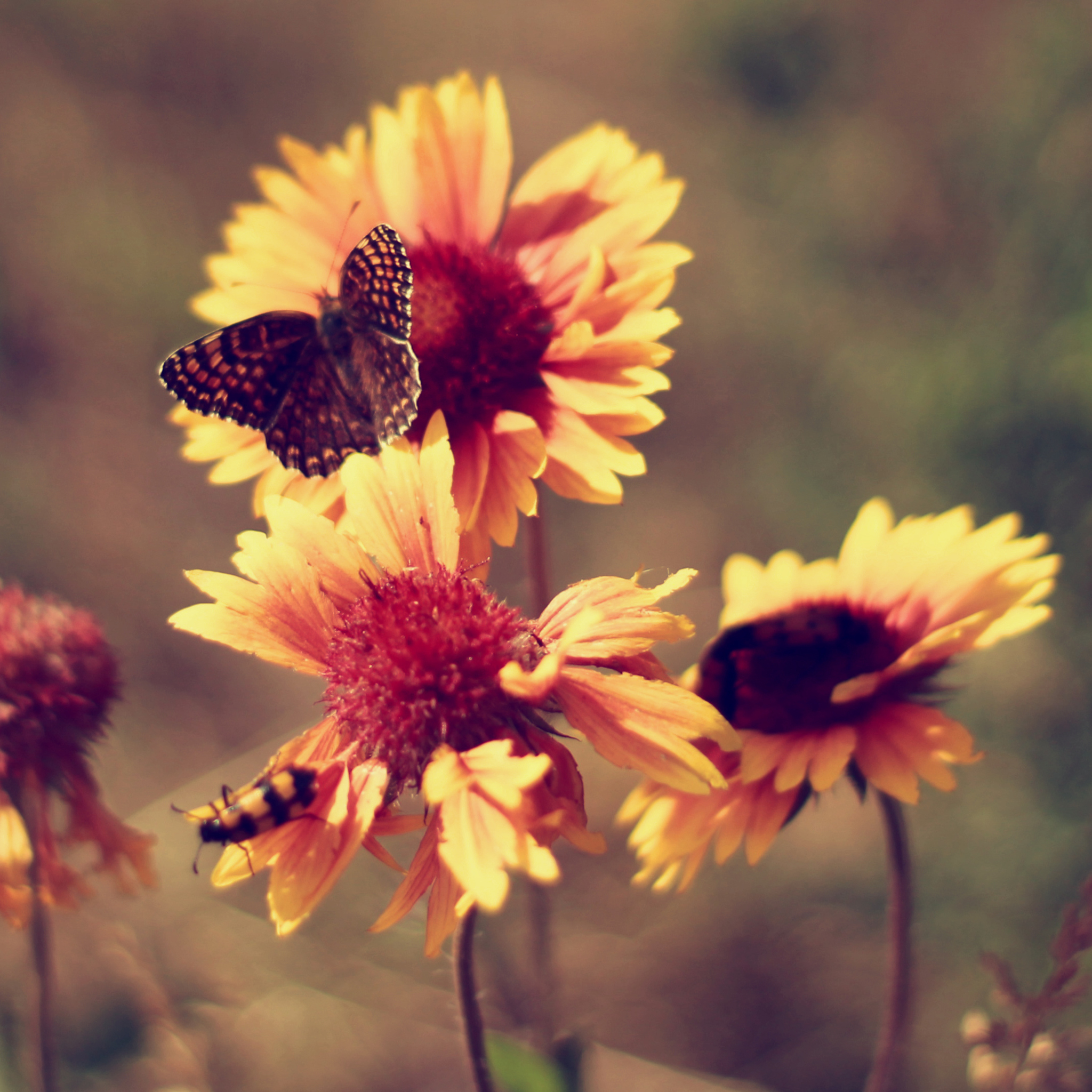 Marigold Flowers wallpaper 2048x2048