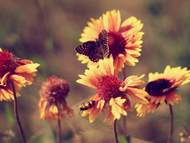 Marigold Flowers screenshot #1 640x480