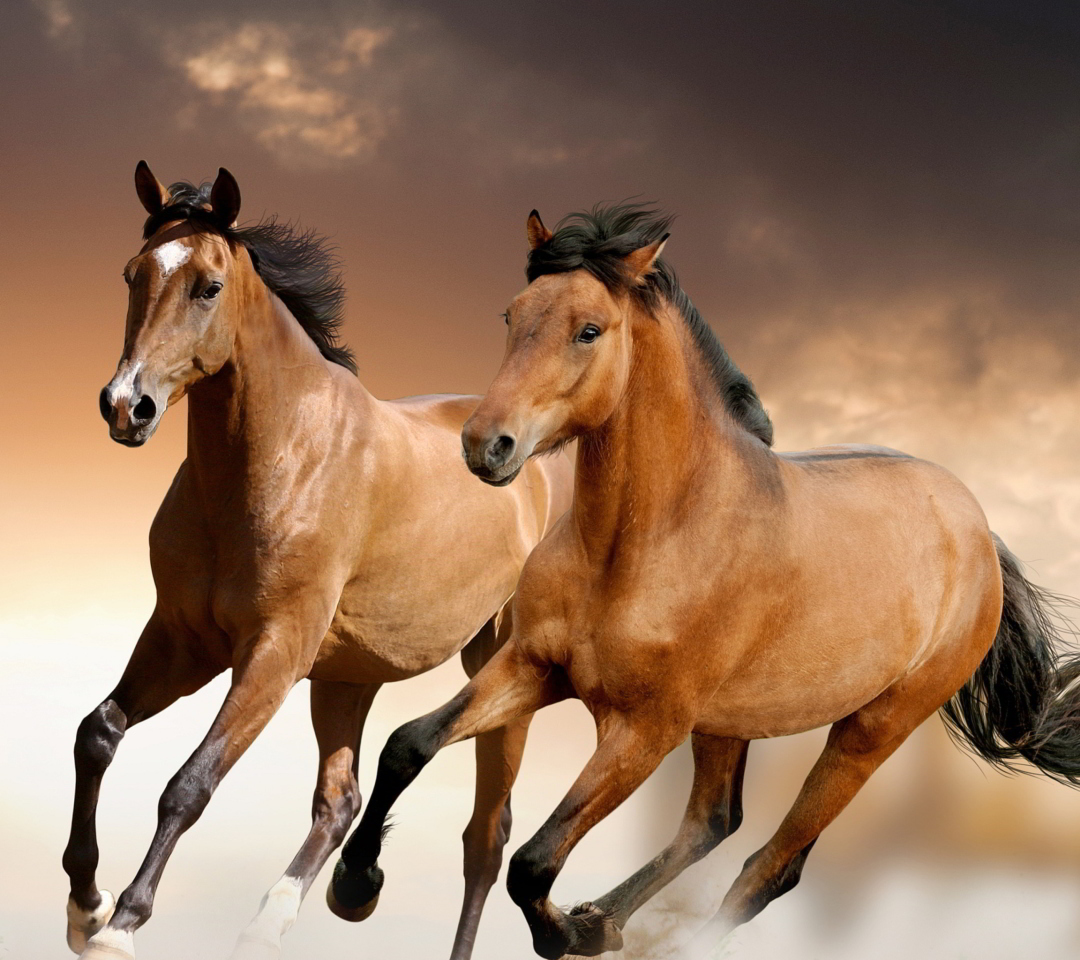 Horse wallpaper 1080x960
