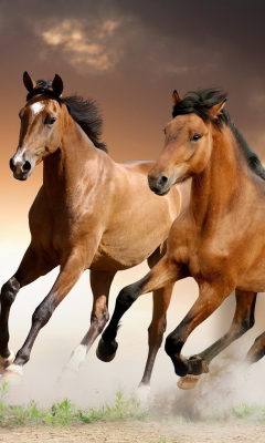 Horse wallpaper 240x400