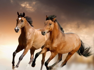 Horse wallpaper 320x240