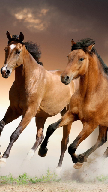 Обои Horse 360x640