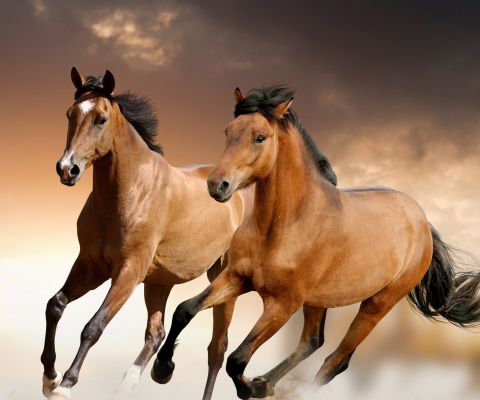Horse wallpaper 480x400