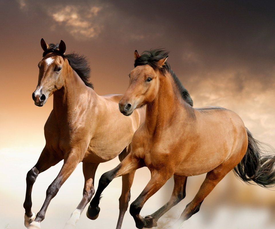 Das Horse Wallpaper 960x800