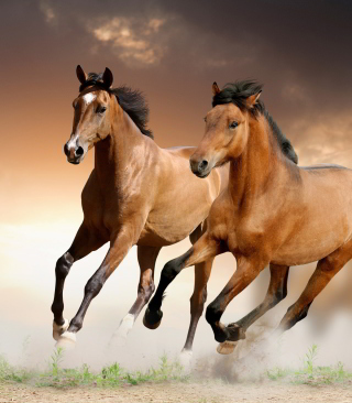Horse - Fondos de pantalla gratis para 640x960
