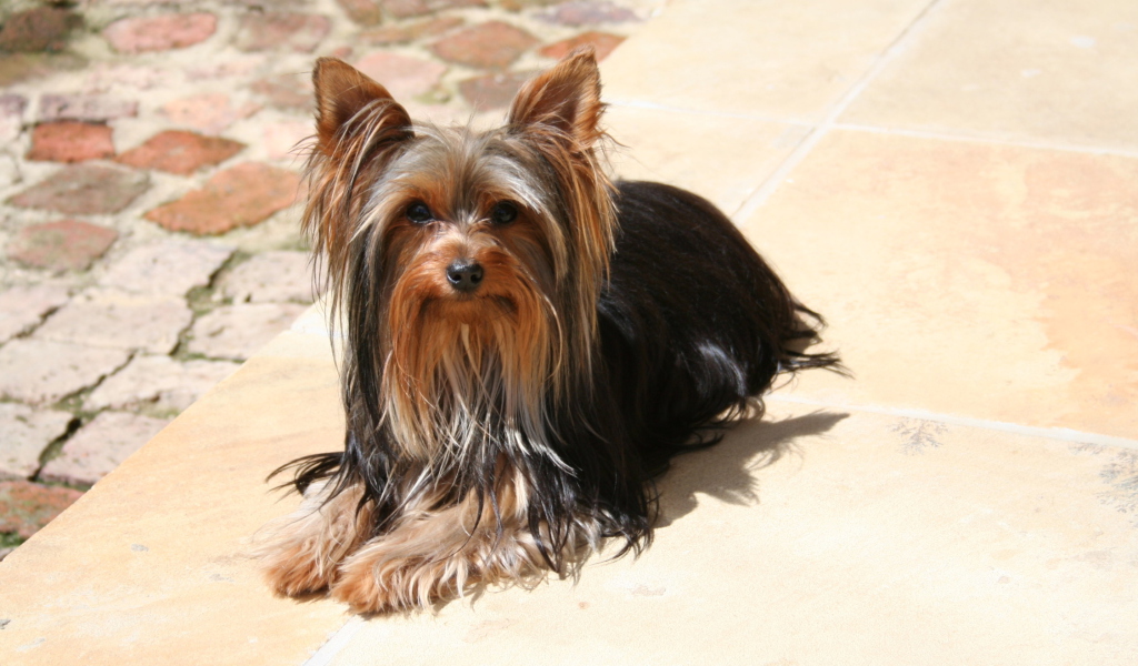 Обои Yorkshire Terrier 1024x600