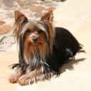 Das Yorkshire Terrier Wallpaper 128x128