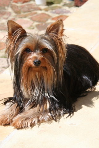 Das Yorkshire Terrier Wallpaper 320x480