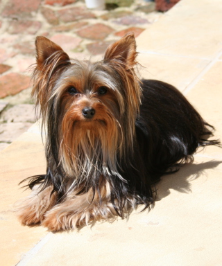 Yorkshire Terrier - Obrázkek zdarma pro 320x480