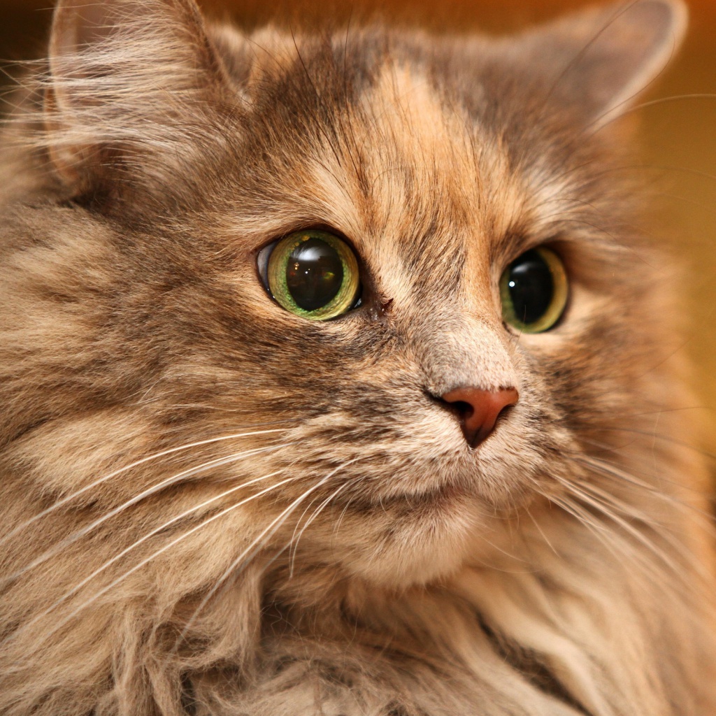 Fluffy cat wallpaper 1024x1024