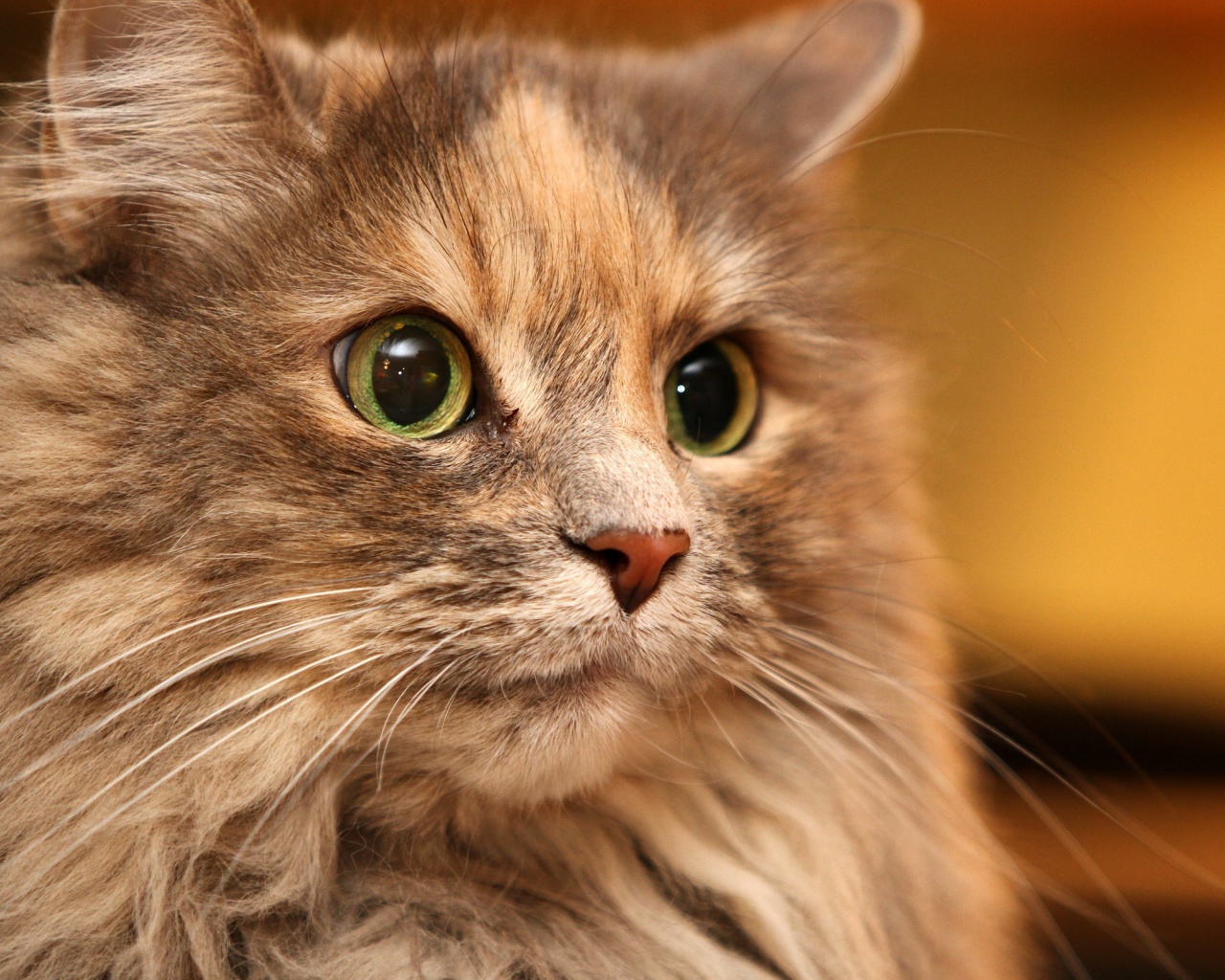 Fluffy cat wallpaper 1280x1024