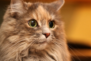 Fluffy cat sfondi gratuiti per cellulari Android, iPhone, iPad e desktop