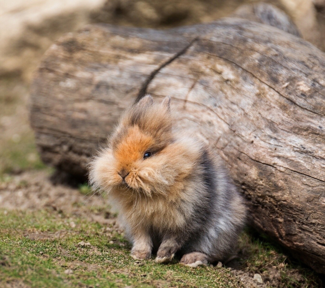 Fluffy Rabbit screenshot #1 1080x960