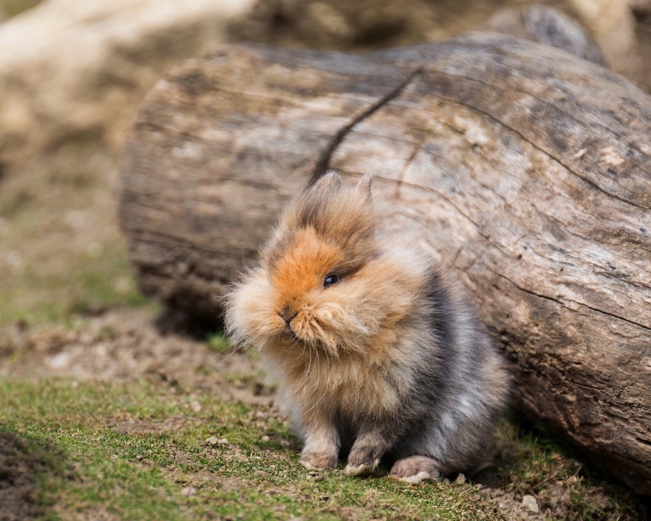 Fluffy Rabbit screenshot #1 1280x1024