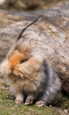 Fluffy Rabbit wallpaper 240x400