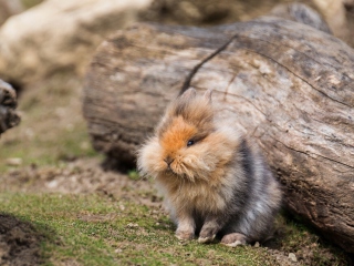 Fluffy Rabbit wallpaper 320x240