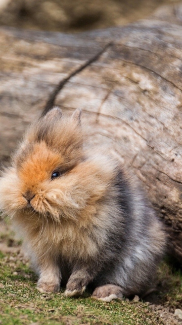 Das Fluffy Rabbit Wallpaper 360x640