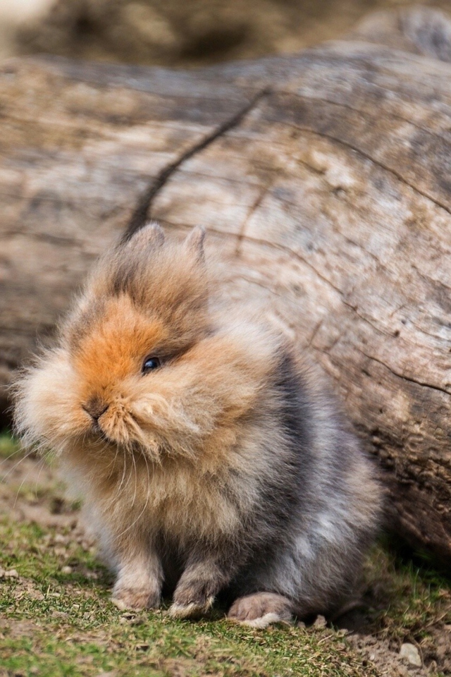 Fluffy Rabbit wallpaper 640x960