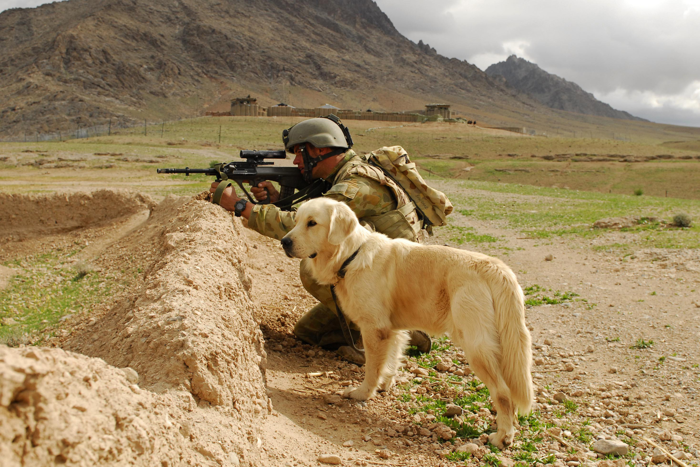 Das Soldier With Dog Wallpaper 2880x1920