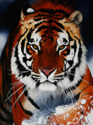 Fondo de pantalla Cute Tiger 132x176