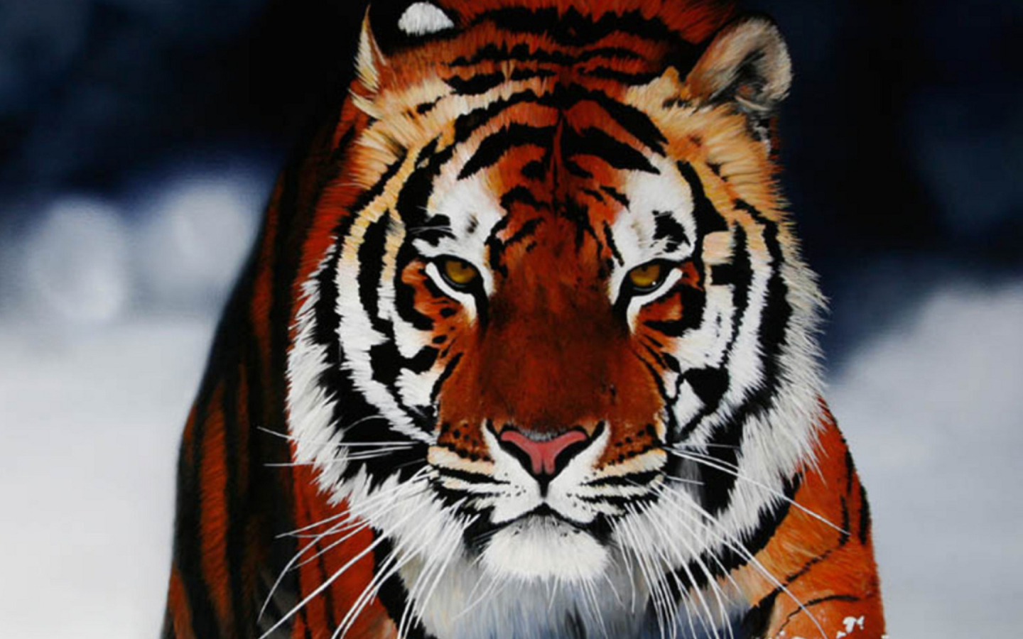 Cute Tiger wallpaper 1440x900