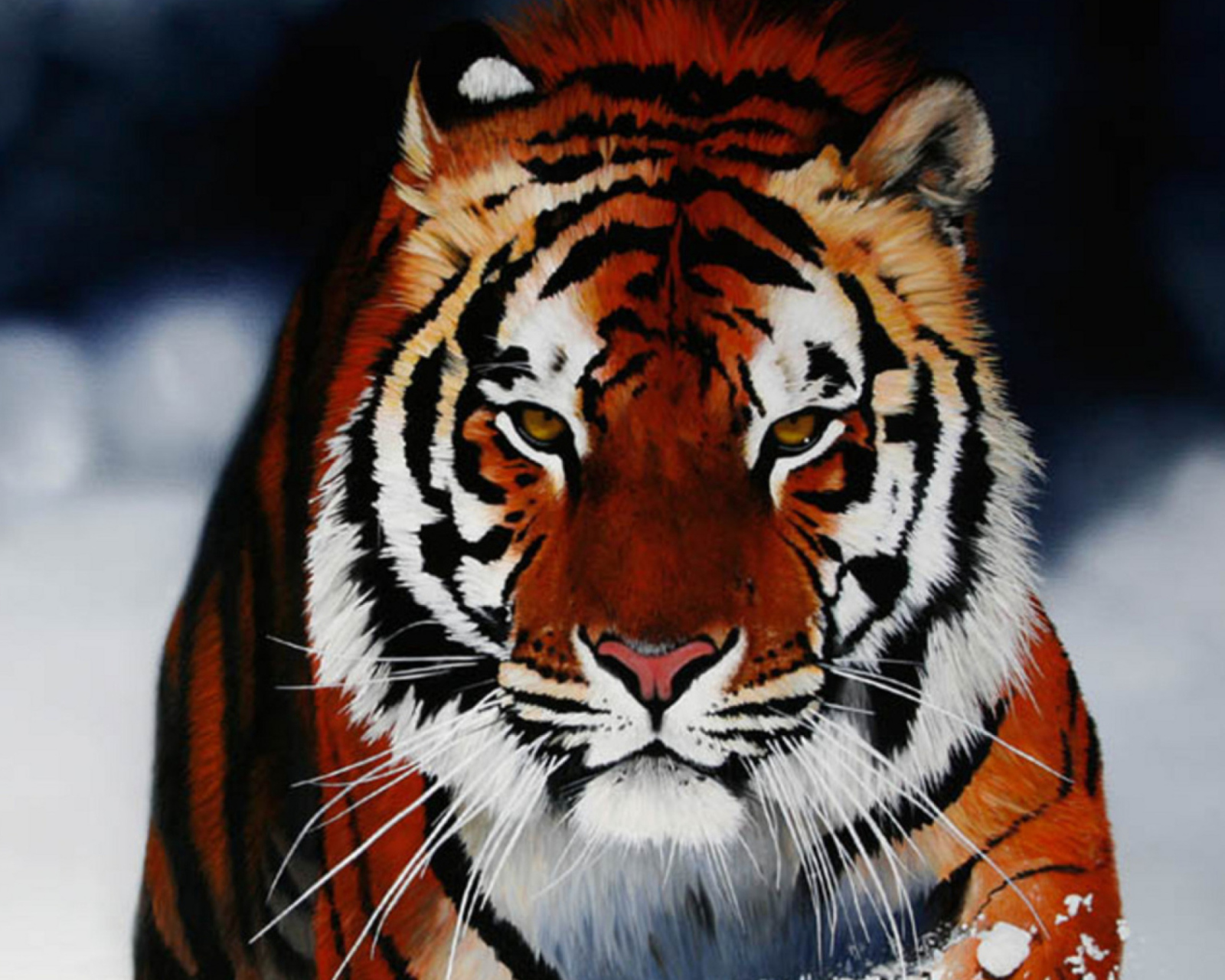 Das Cute Tiger Wallpaper 1600x1280