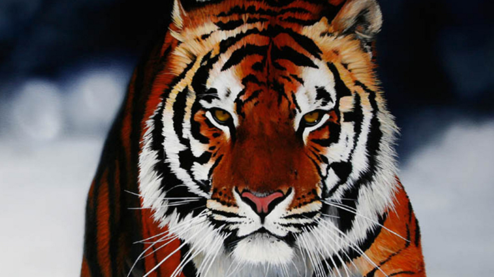 Screenshot №1 pro téma Cute Tiger 1600x900
