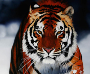 Cute Tiger wallpaper 176x144