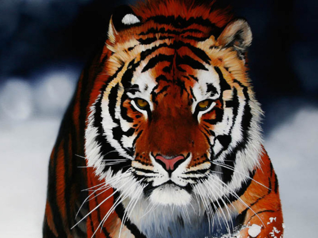 Sfondi Cute Tiger 640x480