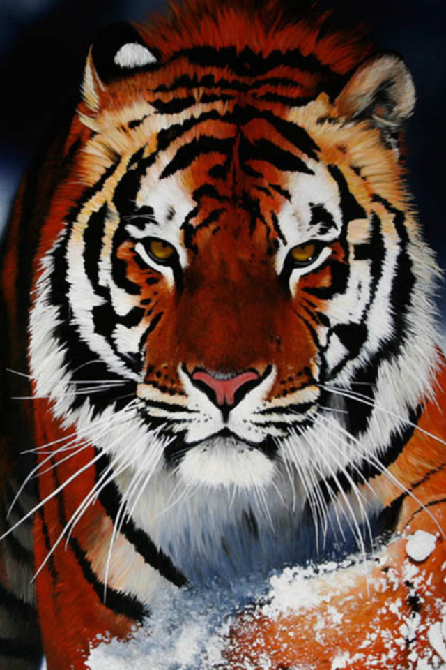 Cute Tiger wallpaper 640x960