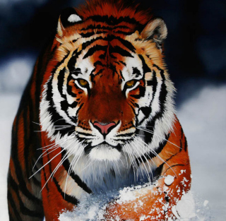 Cute Tiger - Obrázkek zdarma pro 2048x2048