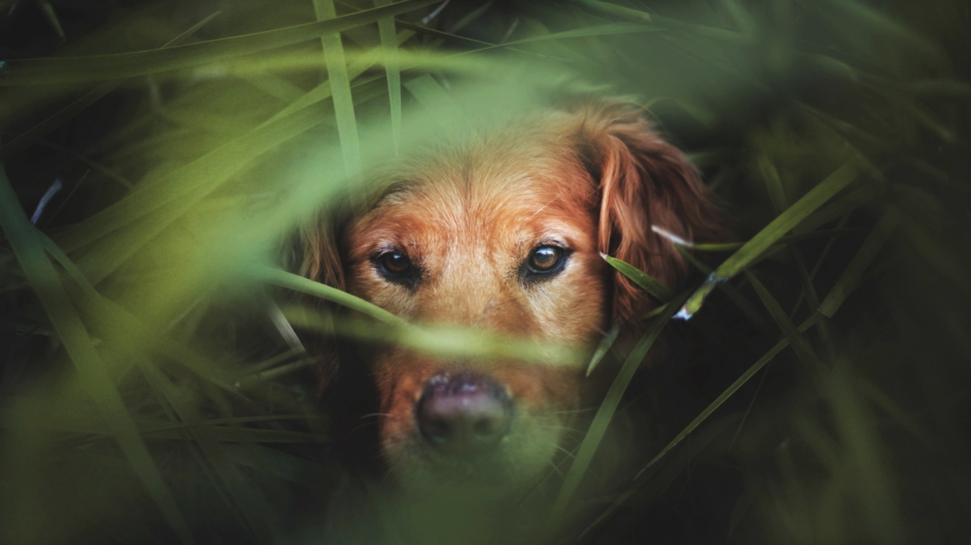 Dog Behind Green Grass wallpaper 1366x768