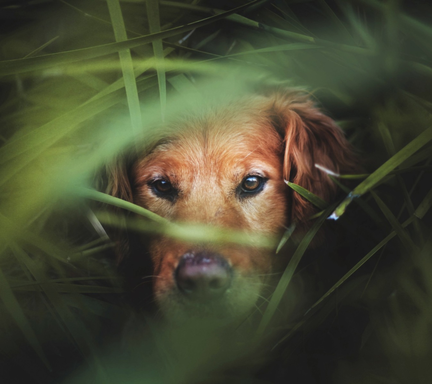 Das Dog Behind Green Grass Wallpaper 1440x1280