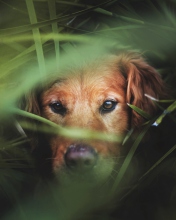 Das Dog Behind Green Grass Wallpaper 176x220