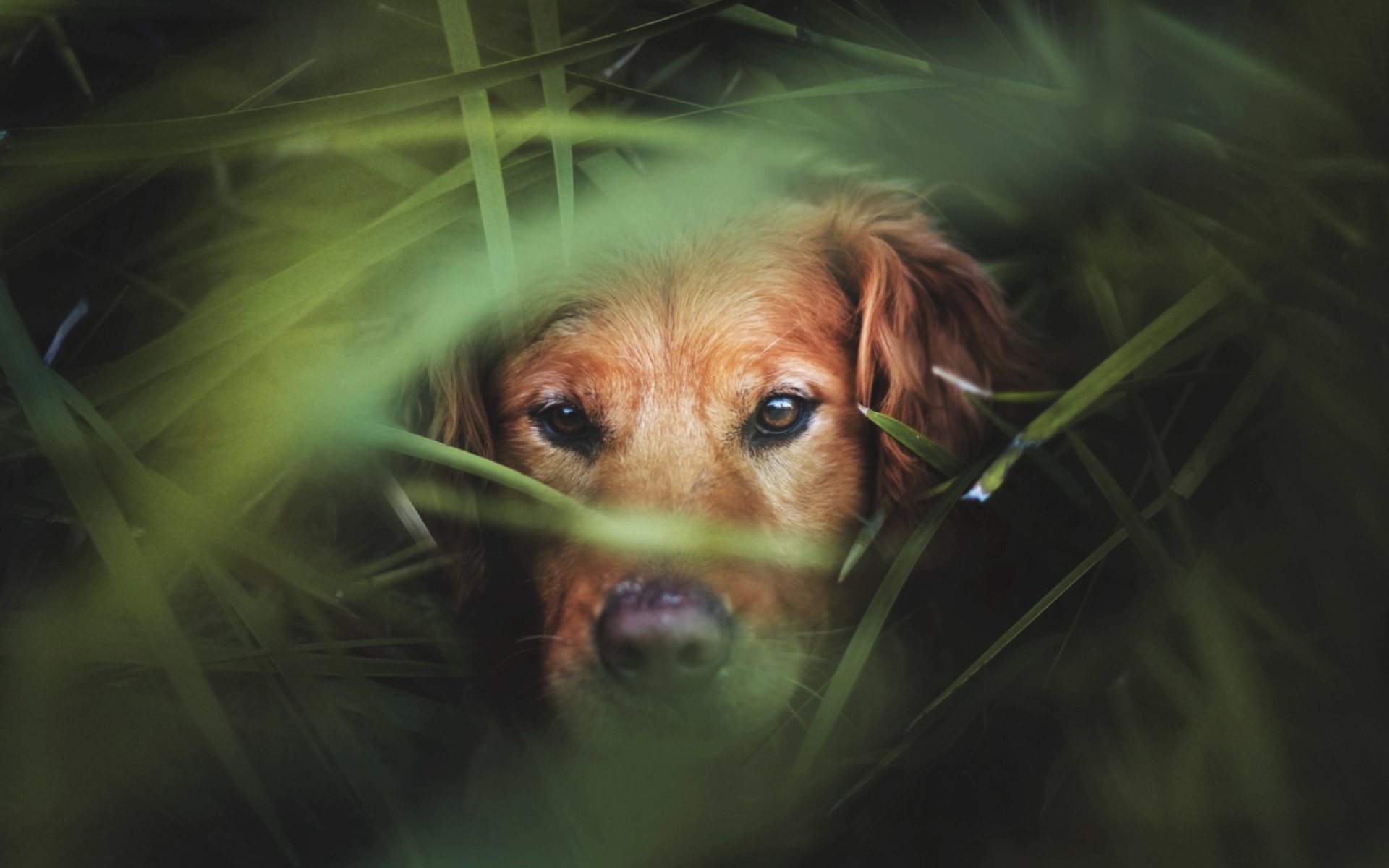 Dog Behind Green Grass wallpaper 1920x1200